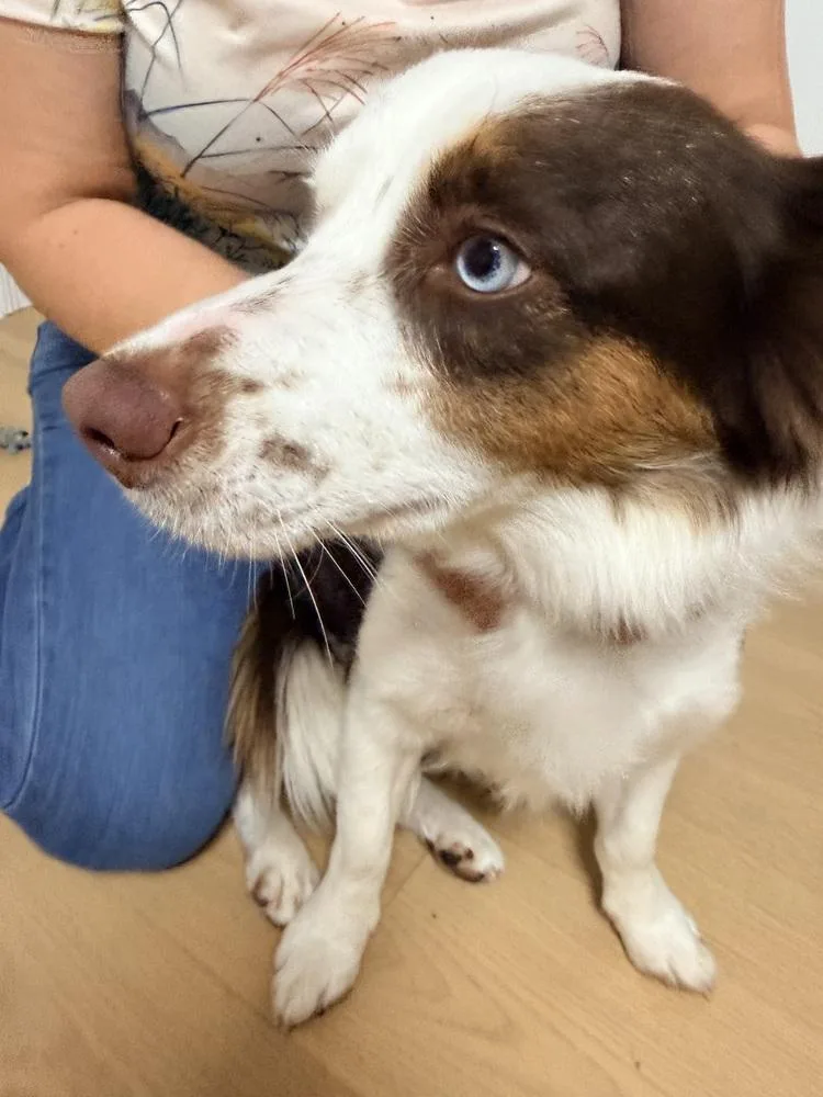 A young medium-sized male Tricolor (Brown, Black, & White) Cardigan Welsh Corgi dog named Charlie Iii for adoption in Powder Springs, GA