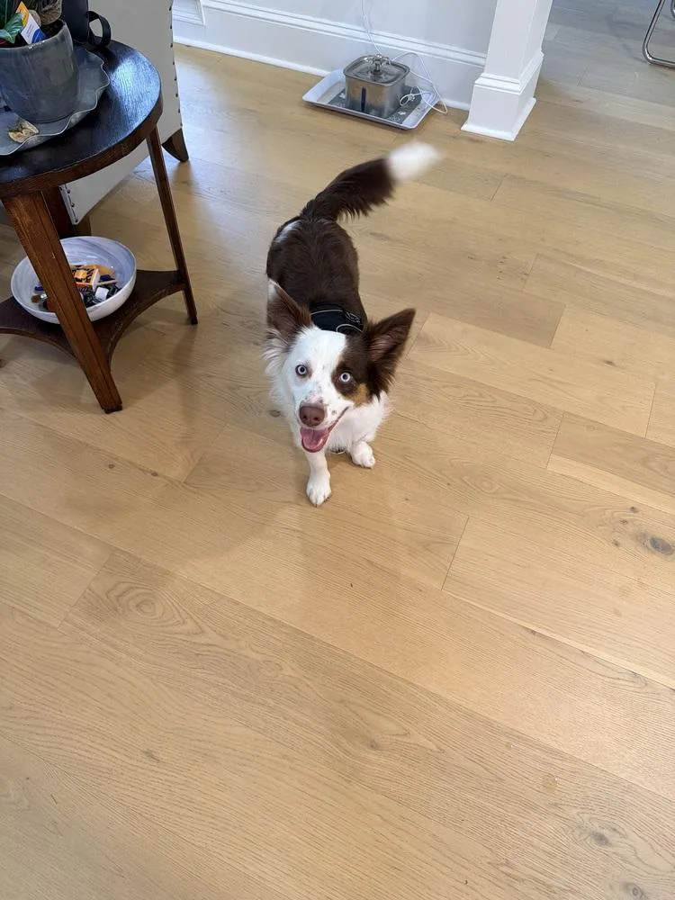 Charlie Iii thumbnail 2