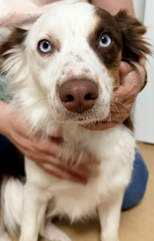 Charlie Iii thumbnail 4