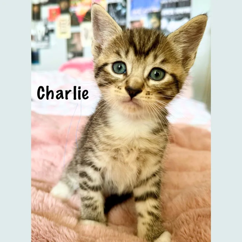A baby small-sized male Brown / Chocolate Domestic Short Hair cat named Charlie for adoption in Pleasant Hill, CA