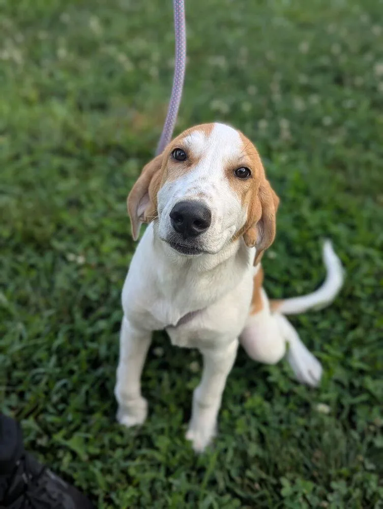 A baby small-sized female Tricolor (Brown, Black, & White) Hound dog named Daphne for adoption in Dickson, TN