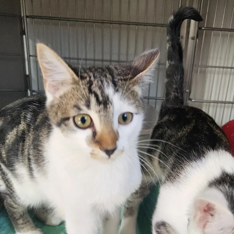 A baby medium-sized male Tabby (Brown / Chocolate) Domestic Short Hair cat named Wybie for adoption in The Dalles, OR