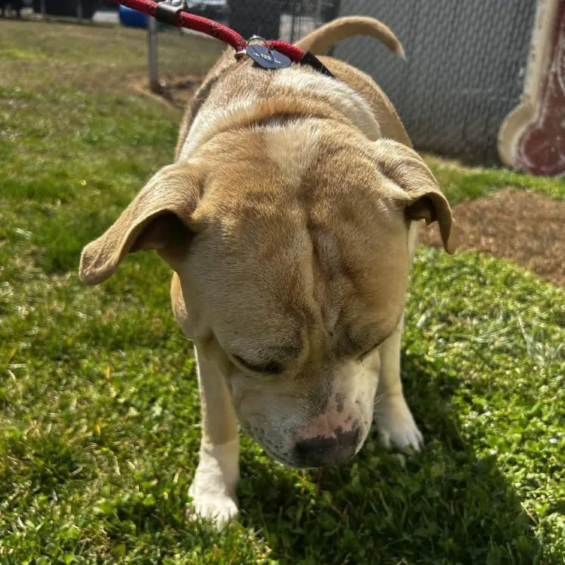 An adult medium-sized male Yellow / Tan / Blond / Fawn American Staffordshire Terrier dog named Gunner for adoption in Greenville, SC