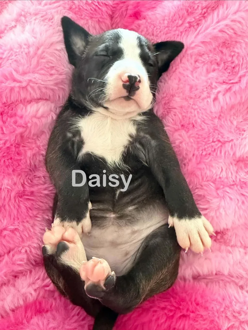 Daisy thumbnail 2