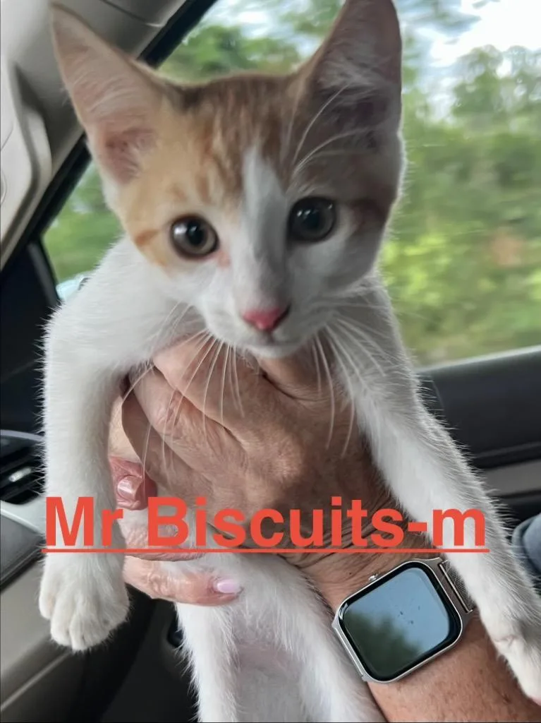 Mr. Biscuit