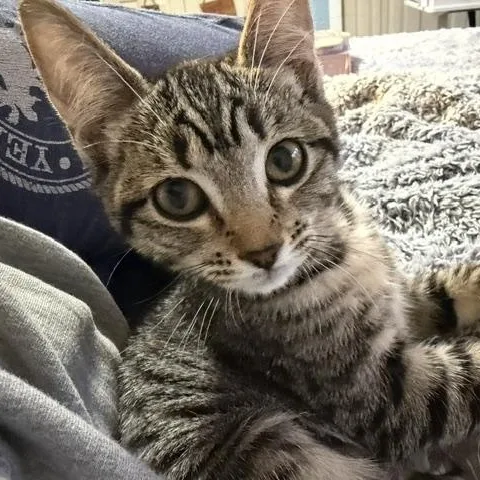 A baby medium-sized female Tabby (Brown / Chocolate) Domestic Short Hair cat named Nani for adoption in Ferndale, WA