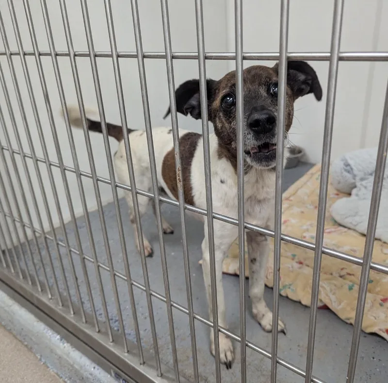 A senior medium-sized male Jack Russell Terrier dog named Max for adoption in La Porte, IN