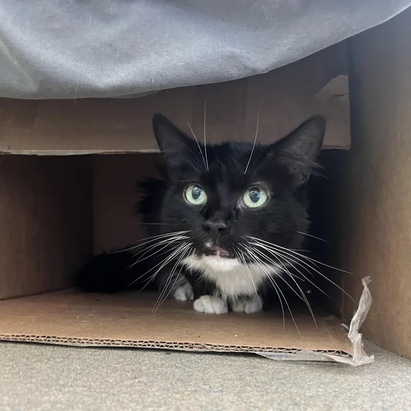 A senior large-sized female Black Domestic Medium Hair cat named Amsterdam for adoption in Lynchburg, VA