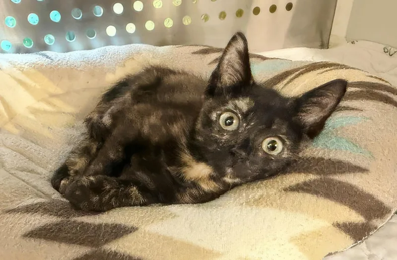 A baby medium-sized female Tortoiseshell Domestic Short Hair cat named Asia for adoption in Nashville, TN