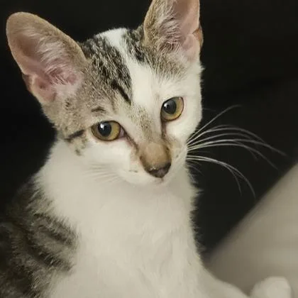 A baby small-sized female Domestic Short Hair cat named Poppy for adoption in West Chester, PA