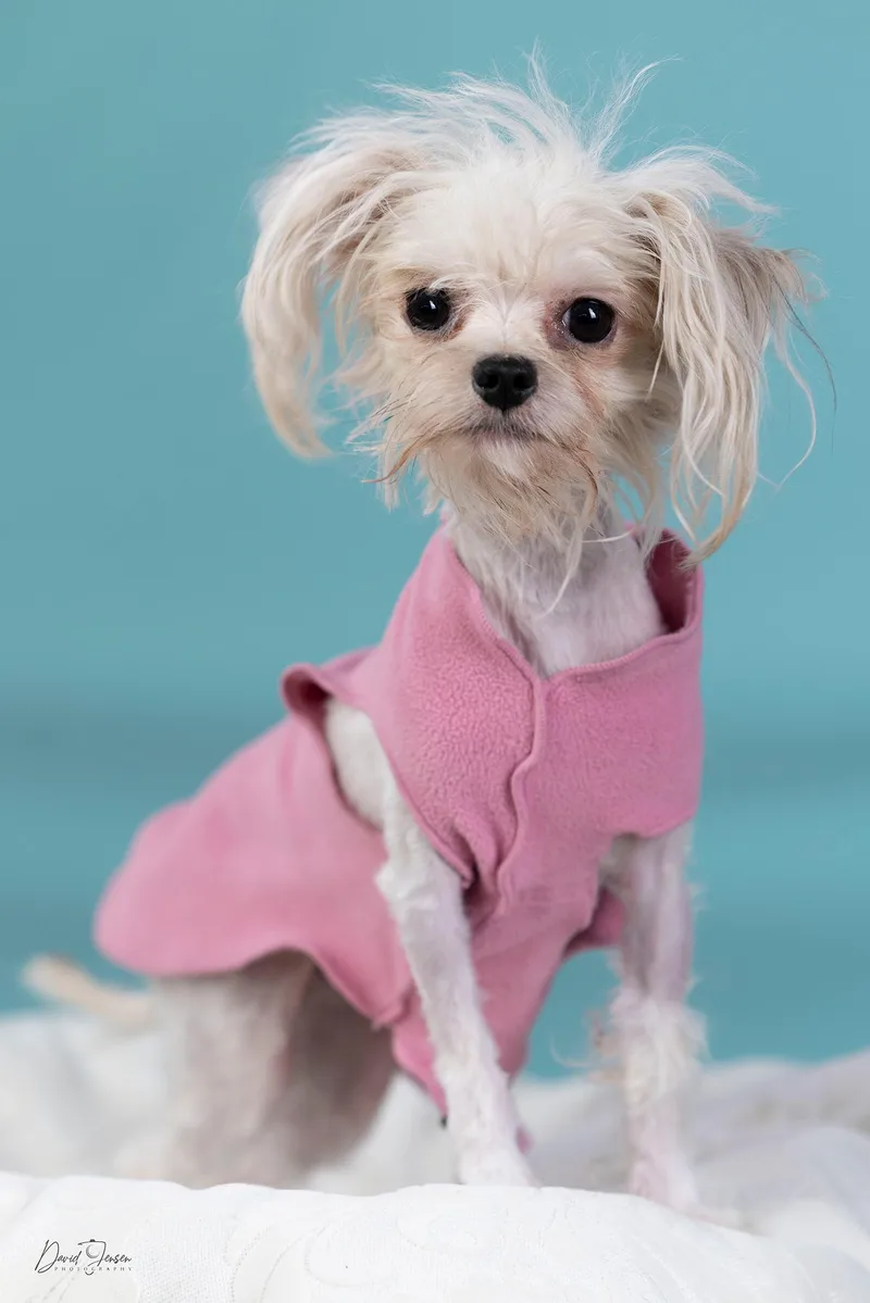 A baby small-sized female Maltese dog named Trixie for adoption in Anchorage, AK