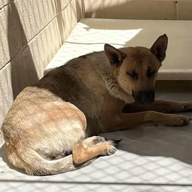 An adult medium-sized female Apricot / Beige German Shepherd Dog dog named Rain for adoption in Buellton, CA