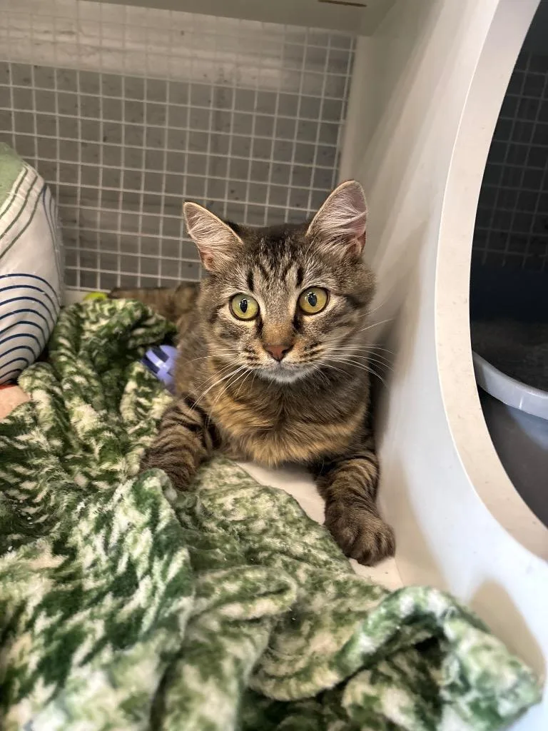 A young medium-sized female Domestic Long Hair cat named Gorgeous for adoption in Mountain Home, AR