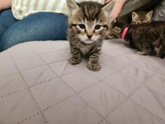A baby small-sized female Domestic Short Hair cat named Robin for adoption in Louisville, KY