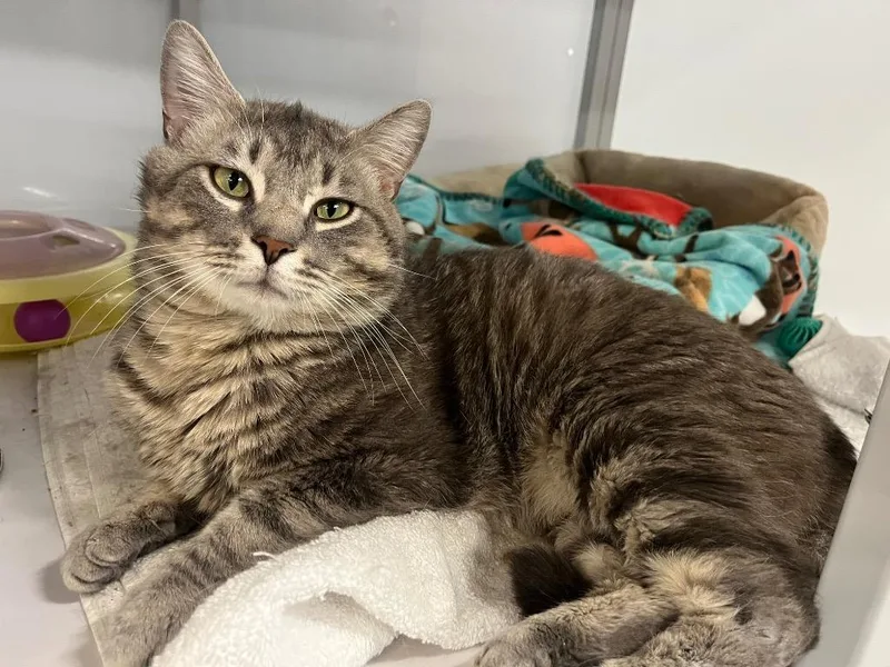 An adult medium-sized male Domestic Short Hair cat named Krispy Kreme for adoption in Raleigh, NC