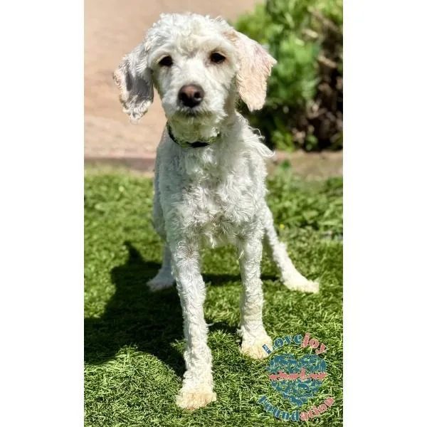 A baby small-sized male White / Cream Miniature Poodle dog named Leo Coh for adoption in Inglewood, CA