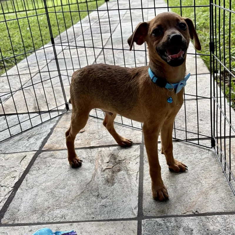 A baby small-sized male Yellow / Tan / Blond / Fawn Chihuahua dog named Lucas for adoption in Montgomery, TX
