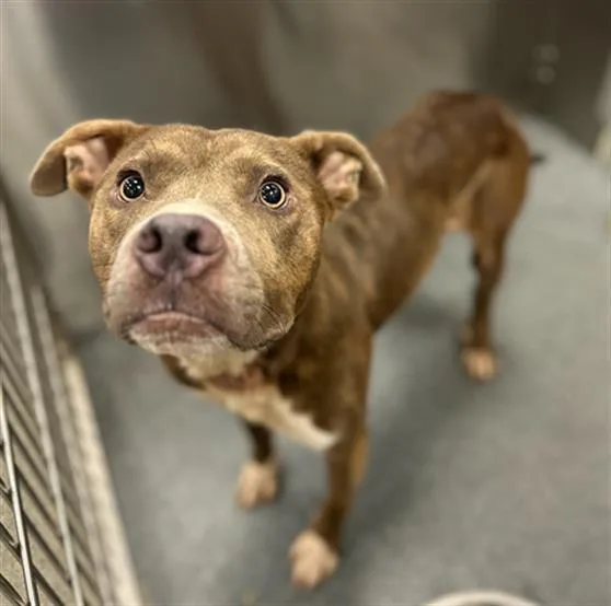 An adult large-sized male Pit Bull Terrier dog named Valentino for adoption in Dallas, TX
