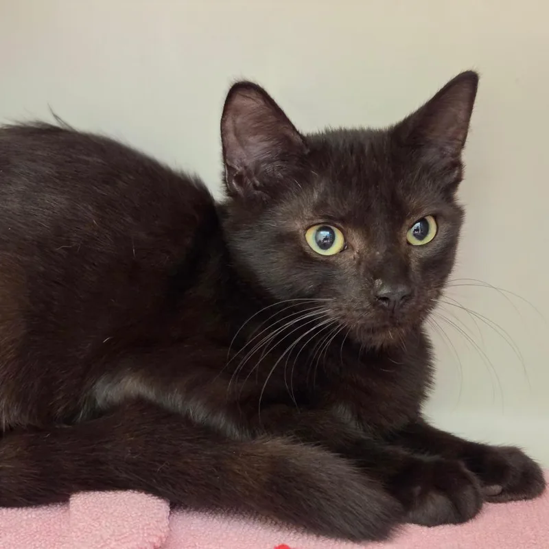 A baby medium-sized male Black Domestic Short Hair cat named Pepper for adoption in Sarasota, FL