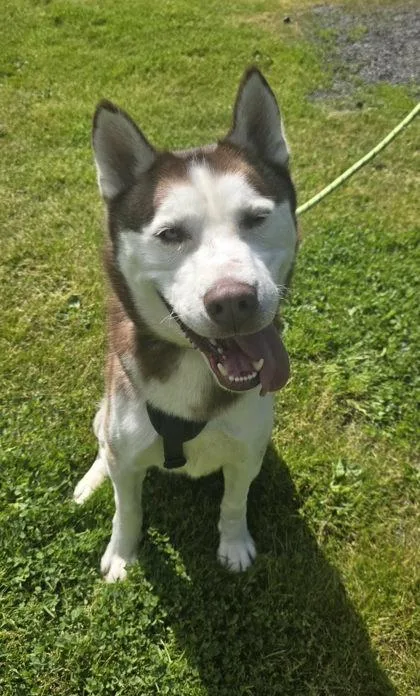 An adult large-sized male Siberian Husky dog named Balto for adoption in Clarks Summit, PA