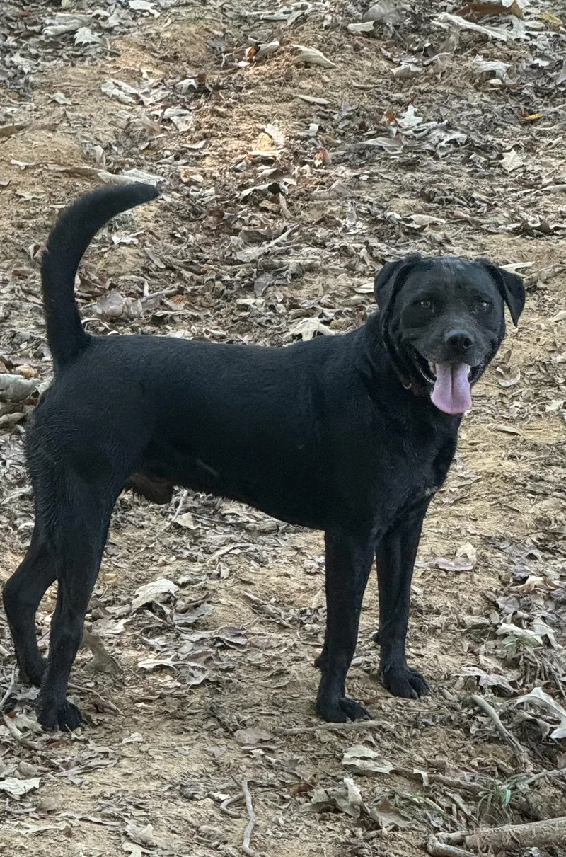 An adult medium-sized male Black Labrador Retriever dog named Getty for adoption in Holly Springs, MS