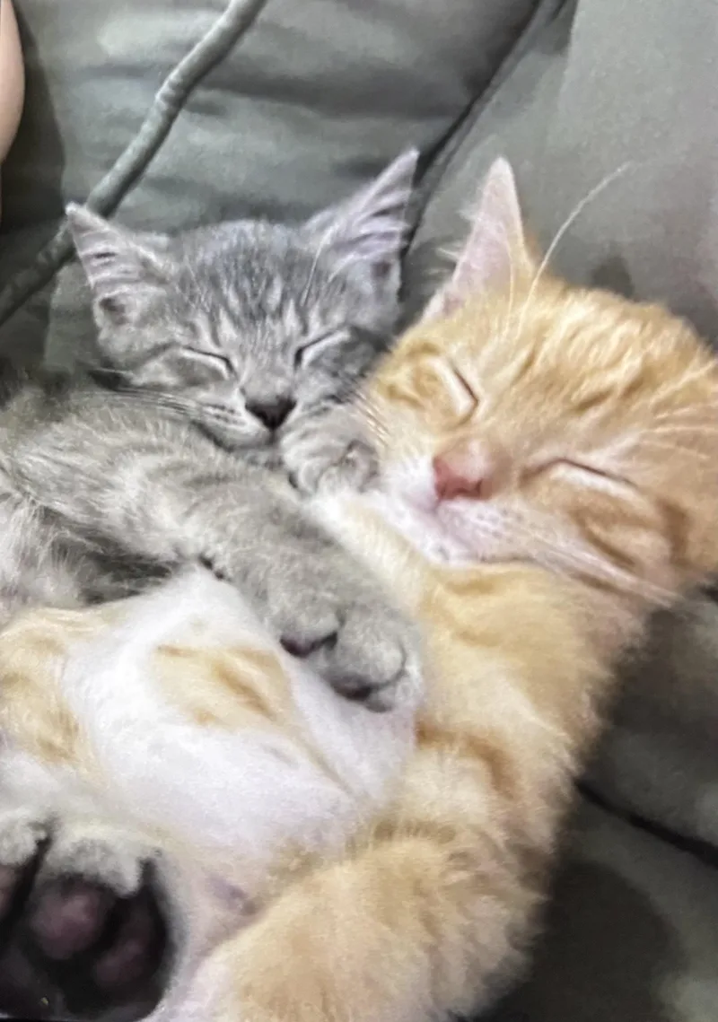 A baby medium-sized male Domestic Short Hair cat named Espresso for adoption in Melrose, MA