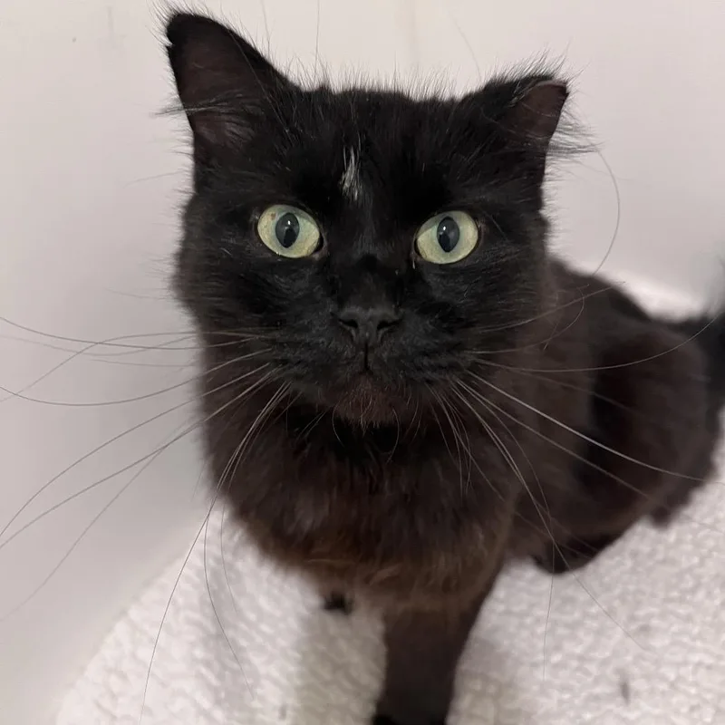 An adult small-sized male Domestic Medium Hair cat named Phoenix for adoption in Arlington Heights, IL