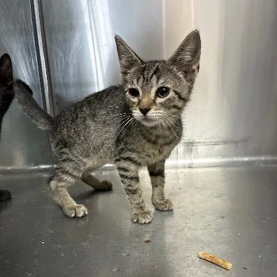 A baby small-sized female Gray / Blue / Silver Domestic Short Hair cat named Just Dale for adoption in Carencro, LA