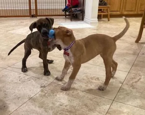 A baby medium-sized female Pit Bull Terrier dog named Millie for adoption in San Diego, CA