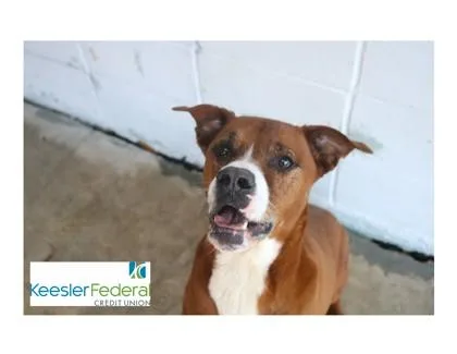 A senior large-sized male Mixed Breed dog named Tate for adoption in Covington, LA
