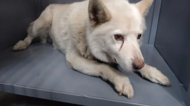 An adult medium-sized male Husky dog named Jogy for adoption in Downey, CA
