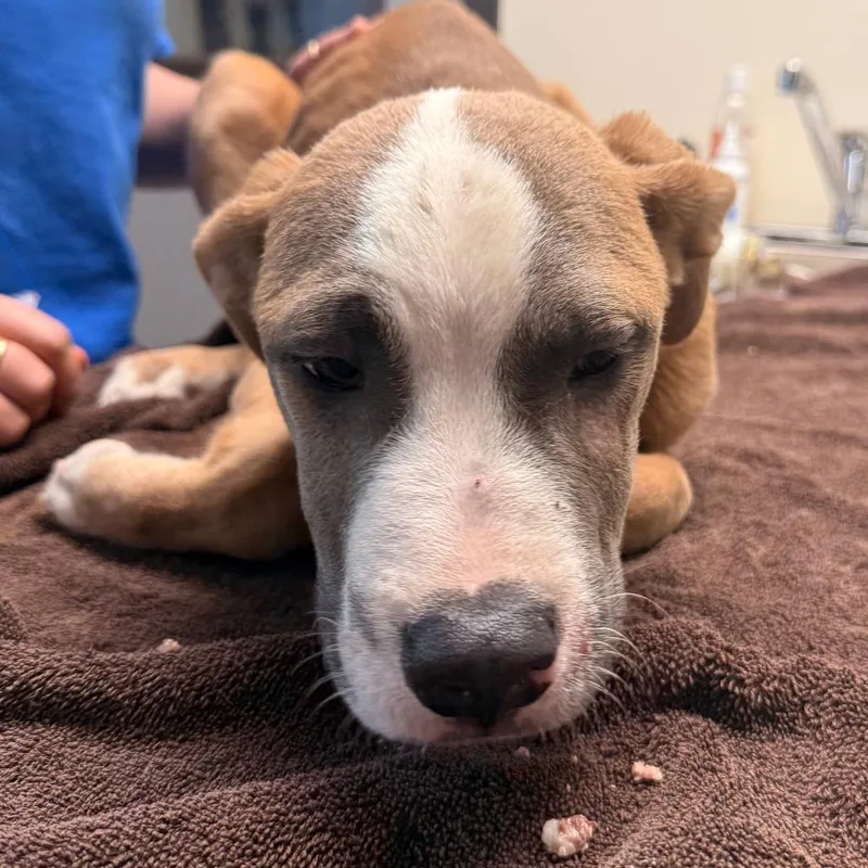 A young medium-sized male White / Cream Mixed Breed dog named Wild Berry for adoption in Red House, WV