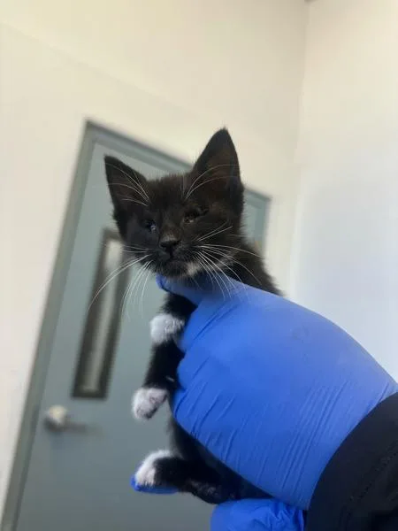 A baby small-sized female American Shorthair cat named Helen for adoption in Victorville, CA
