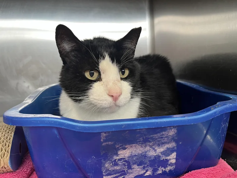 A senior large-sized male Black Domestic Short Hair cat named Big Daddy for adoption in Washington, UT