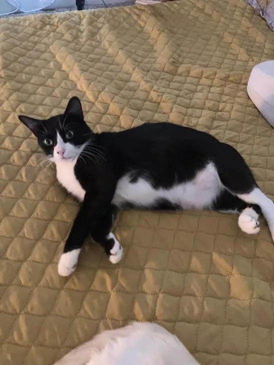 A young medium-sized male Domestic Short Hair cat named Jesse for adoption in Nacogdoches, TX