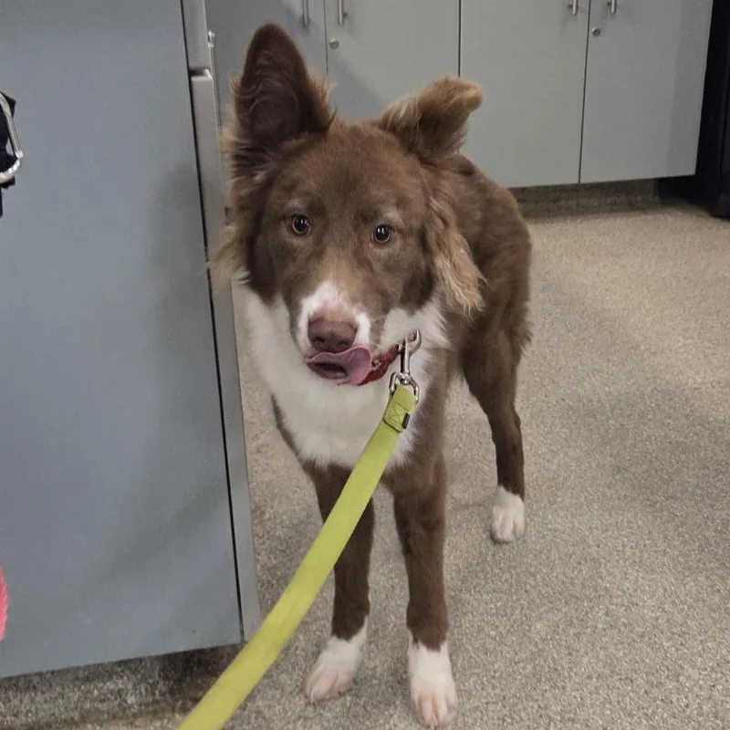 A young medium-sized female Brown / Chocolate Mixed Breed dog named Sandy for adoption in Jacksonville, FL