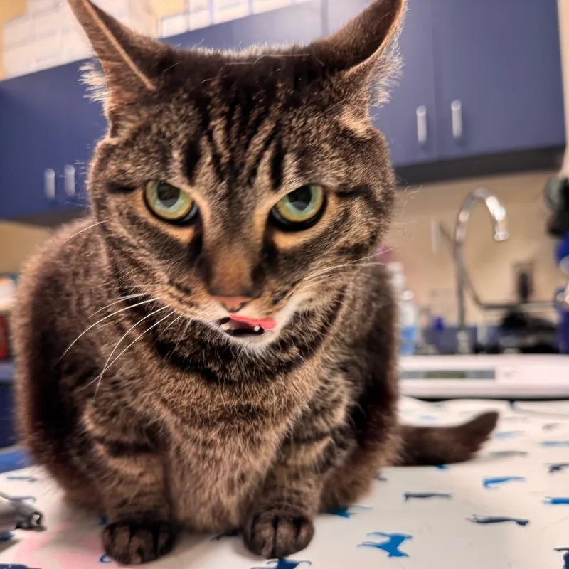 A senior large-sized female Brown / Chocolate Domestic Short Hair cat named Katniss for adoption in Lynchburg, VA