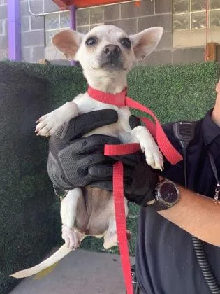 A baby small-sized female White / Cream Chihuahua dog named 60836484 for adoption in El Paso, TX