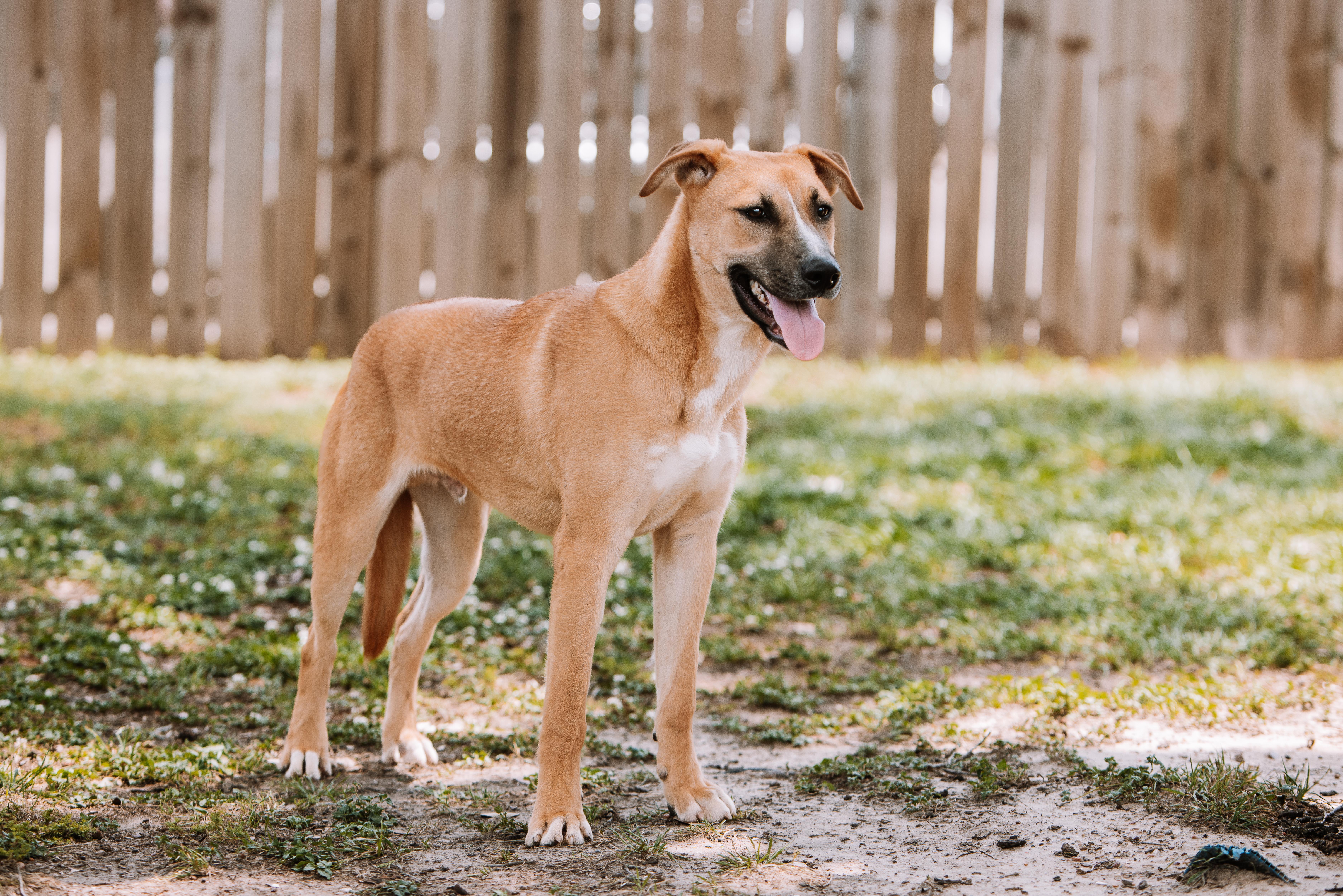 A young medium-sized male Tricolor (Brown, Black, & White) Shepherd dog named Giallo for adoption in Tomball, TX