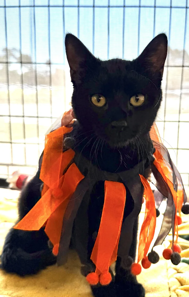A young small-sized male Black Domestic Short Hair cat named Atreju for adoption in Vacaville, CA