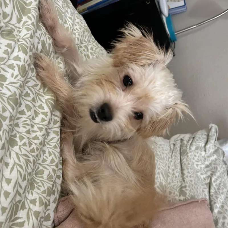 Mateo