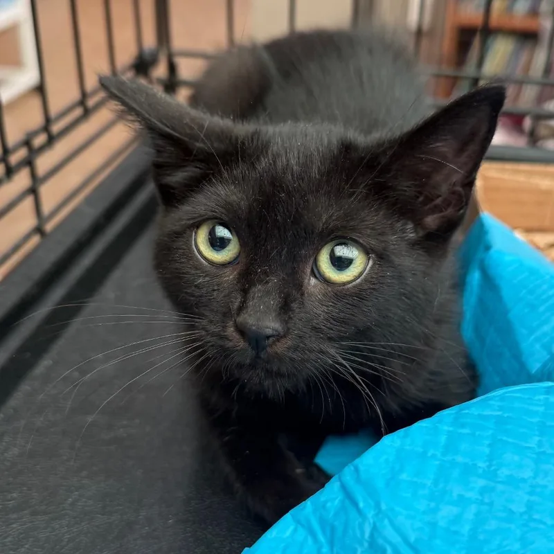 A baby small-sized female Black Domestic Short Hair cat named Sooty for adoption in Westminster, CA