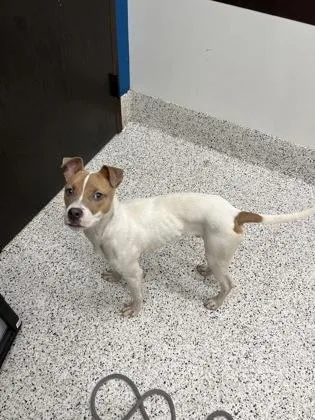 A young medium-sized male Mixed Breed dog named Pip for adoption in Atlanta, GA
