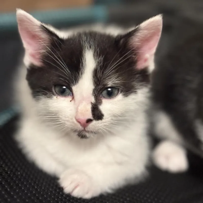 Binx thumbnail 2