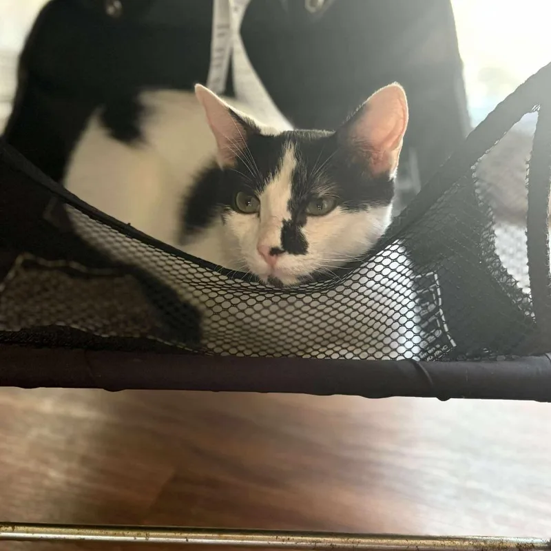 Binx thumbnail 3