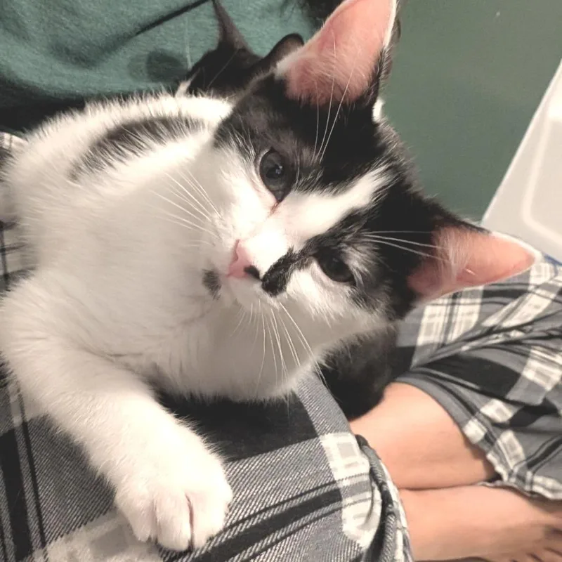 Binx thumbnail 4