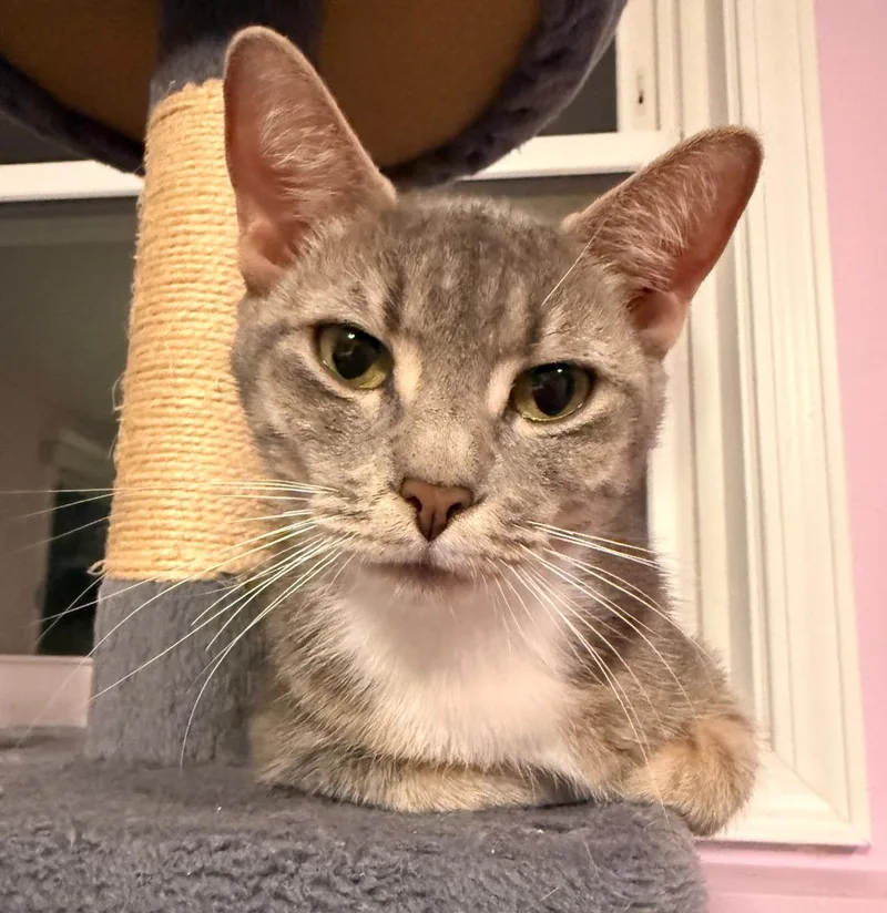 A young medium-sized female Domestic Short Hair cat named Rose for adoption in Minneapolis, MN