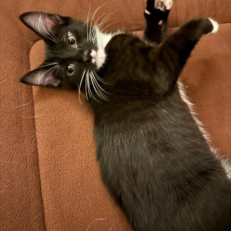 A baby small-sized male Black Domestic Short Hair cat named Dennis for adoption in Oakton, VA