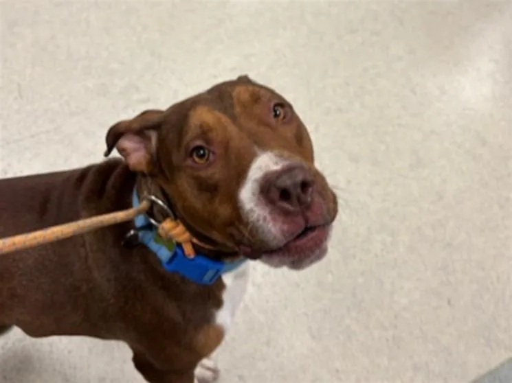 A young medium-sized male Pit Bull Terrier dog named Carmine for adoption in Van Nuys, CA
