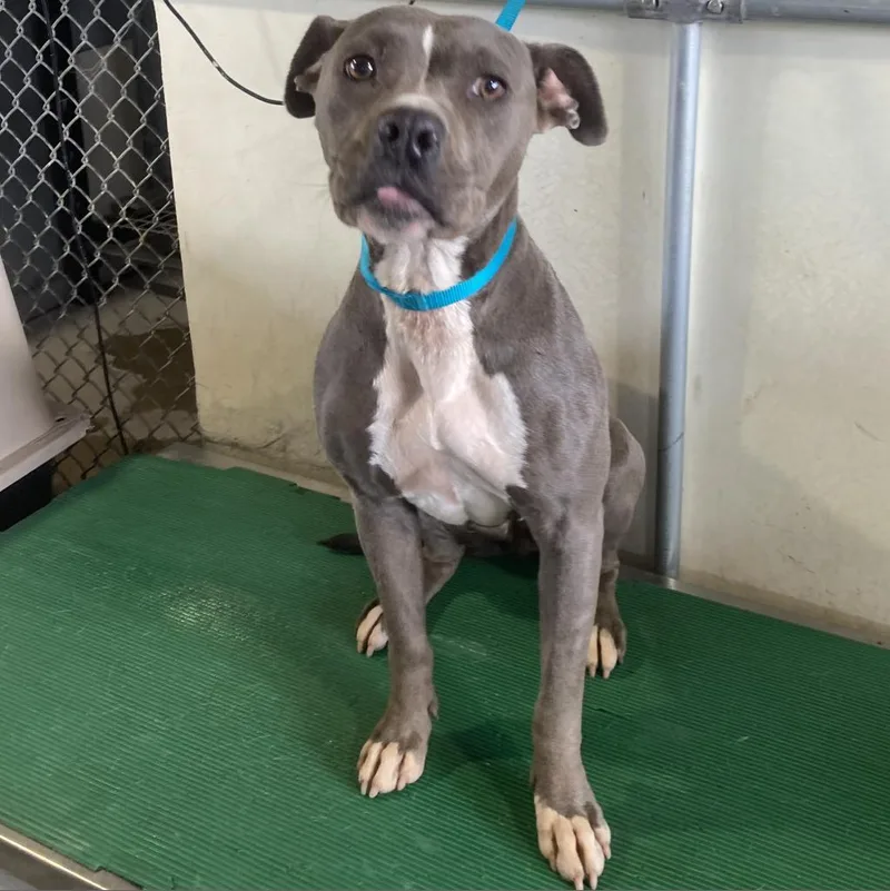 An adult medium-sized female Gray / Blue / Silver Mixed Breed dog named Chloe for adoption in Las Cruces, NM